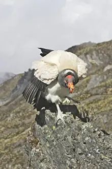 King Vulture. The Andes - Merida - Pico De Aguila - Venezuela