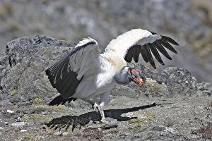 Images Dated 13th February 2005: King Vulture. The Andes in Venezuela