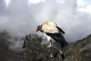 King Vulture. The Andes in Venezuela