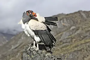 King Vulture. The Andes in Venezuela