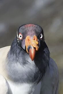 King Vulture - close-up of face
