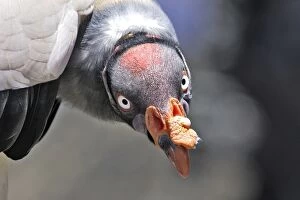 Images Dated 13th February 2005: King Vulture - close-up of face. The Andes - Merida - Pico De Aguila - Venezuela