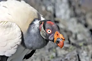 King Vulture - close-up of face. The Andes - Merida - Pico De Aguila - Venezuela