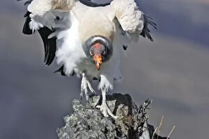 King Vulture - facing