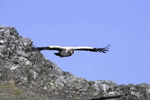 Images Dated 13th February 2005: King Vulture - in flight. The Andes - Merida - Pico De Aguila - Venezuela