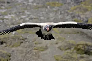 King Vulture - in flight. The Andes - Merida - Pico De Aguila - Venezuela