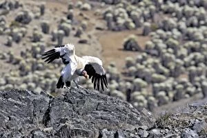 King Vulture - landing