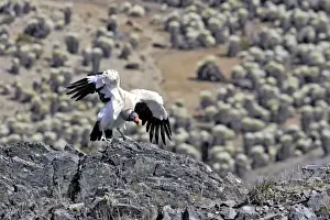King Vulture - landing. The Andes - Merida - Pico De Aguila - Venezuela
