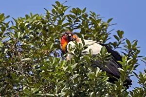 King Vulture Pantanal area Mato Grosso Brazil South America