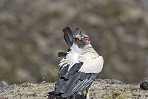 King Vulture - preening