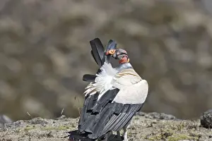 King Vulture - preening. The Andes - Merida - Pico De Aguila - Venezuela