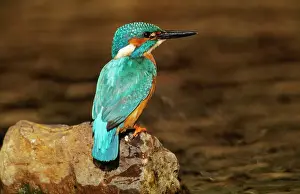 Kingfisher