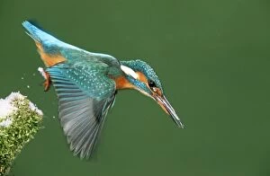 Images Dated 14th February 2008: Kingfisher