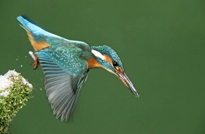 Images Dated 14th February 2008: Kingfisher