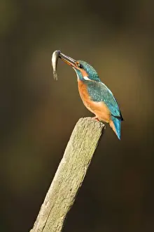 Riverside Prints: Kingfisher Adult female adjusting minnow in its bill ready to swallow