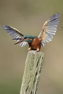 Kingfisher - adult female in defensive posture