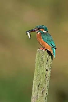 Kingfisher adult female perched holding minnow