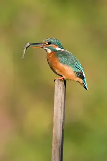 Riverside Prints: Kingfisher Adult female perched holding a minnow in it's bill
