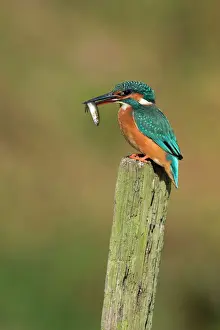 Riverside Prints: Kingfisher Adult female perched holding a minnow in it's bill