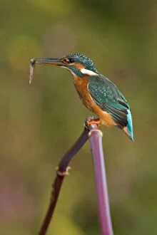 Kingfisher - Adult female perched on plant stem with a minnow in her bill