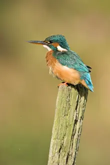 Riverside Prints: Kingfisher Adult female. River Leven, Cleveland, UK