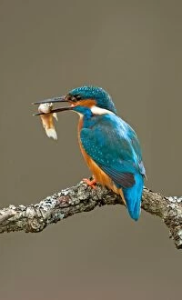 Kingfisher adult with fish prey spring