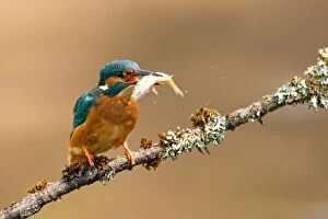 Kingfisher adult on lichen covered branch with