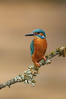 Alcedo Atthis Gallery: Kingfisher  adult on lichen covered branch  spring