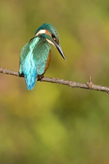 Images Dated 7th September 2003: Kingfisher - Adult male perched on a branch looking into the water