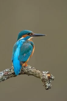 Kingfisher adult spring