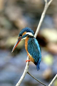 Fishing Collection: Kingfisher - on branch
