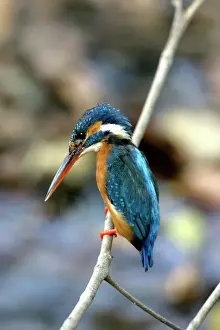 Watching Prints: Kingfisher - on branch