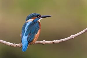 Images Dated 10th October 2007: Kingfisher - on branch