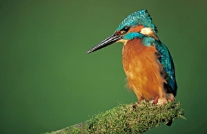 Kingfisher - on Branch, by River
