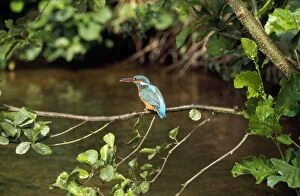 Kingfisher - on Branch, by River