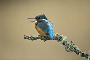 Alcedo Atthis Gallery: Kingfisher - calling on a lichen branch above