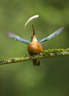 Kingfisher - catching fish - Norfolk, UK