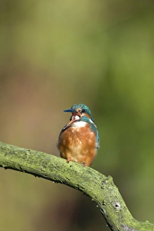Images Dated 7th September 2003: Kingfisher - Coughing up a pellet of fish bones