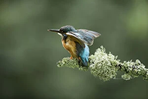 Kingfisher - displaying to her partner - Norfolk, UK