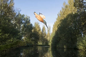 Alcedo Atthis Gallery: Kingfisher - diving - Norfolk, UK