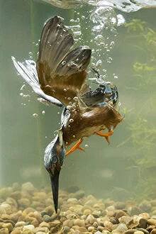 Kingfisher diving underwater with flapping wings Norfolk, UK