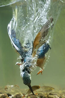 Alcedo Atthis Gallery: Kingfisher - diving underwater - Norfolk, UK