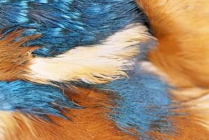 Kingfisher - feathers
