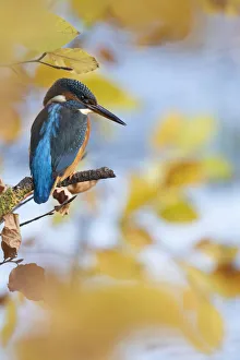 Kingfisher Female waiting to catch a fish amongst Autumn leaves. Bedfordshire UK Kingfisher Female waiting to catch a fish amongst Autumn leaves. Bedfordshire UK