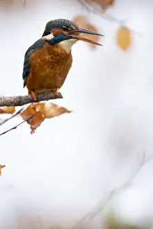 Kingfisher Female waiting to catch a fish amongst Autumn leaves. Bedfordshire UK