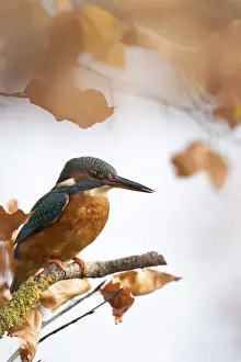 Kingfisher Female waiting to catch a fish amongst Autumn leaves. Bedfordshire UK