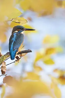 Kingfisher Female waiting to catch a fish amongst Autumn leaves. Bedfordshire UK