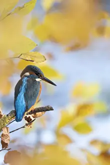 Kingfisher Female waiting to catch a fish amongst Autumn leaves. Bedfordshire UK