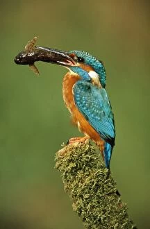 KINGFISHER - with fish in beak
