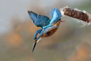 Kingfisher Gallery: Kingfisher - in flight diving